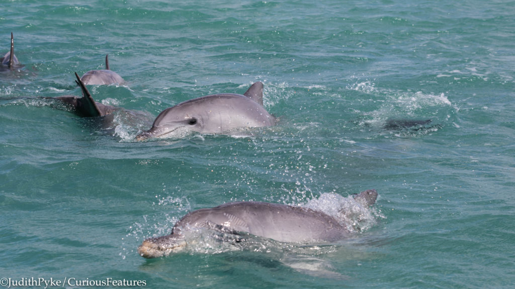 Bottlenose dolphins The Secrets of Friendship documentary